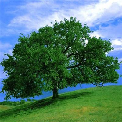 直播助农，功夫更要下在镜头外（一线行走）