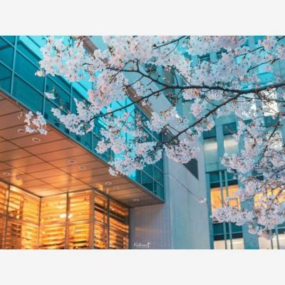 加缪：对生命全然的接纳，便是我在世间最崇敬的美德 | 新京报