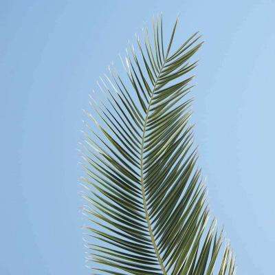 成人游戏。免费下载