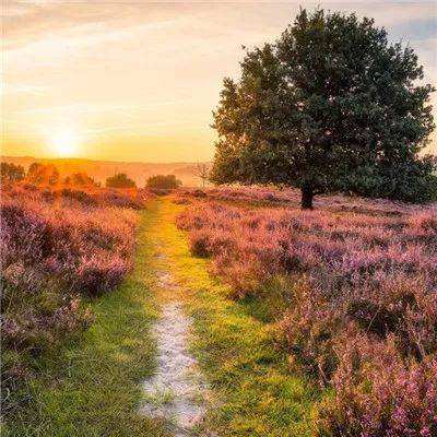 茄子视频在线官网