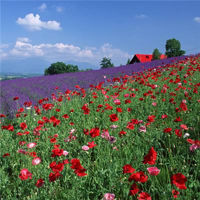 服务抗疫大局 捍卫国家利益 推动落实全球治理中国方案