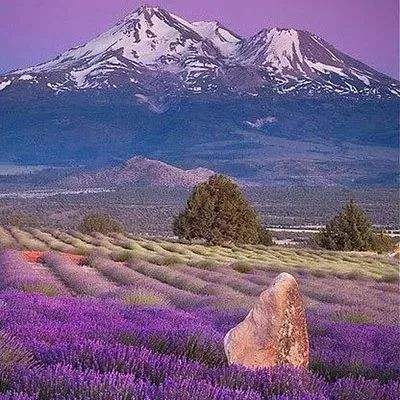 汤姆叔叔的小屋主要内容